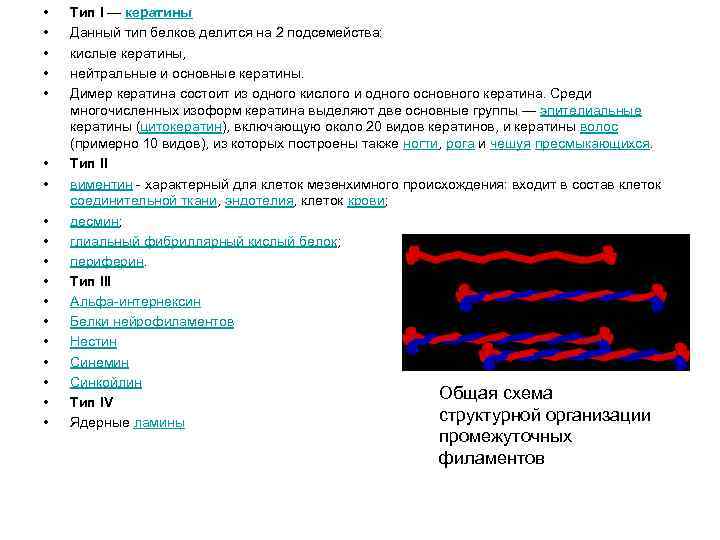  • • • • • Тип I — кератины Данный тип белков делится