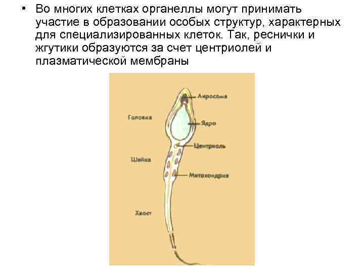 • Во многих клетках органеллы могут принимать участие в образовании особых структур, характерных