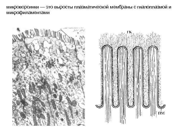 микроворсинки — это выросты плазматической мембраны с гиалоплазмой и микрофиламентами 