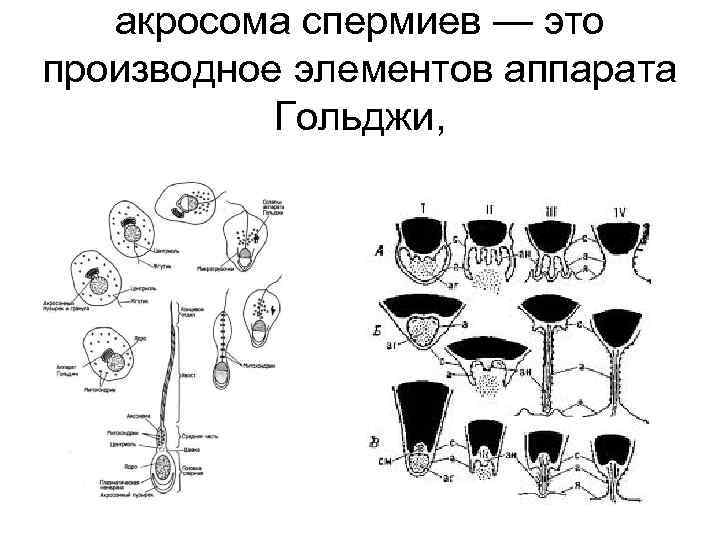 Растения со спермиями