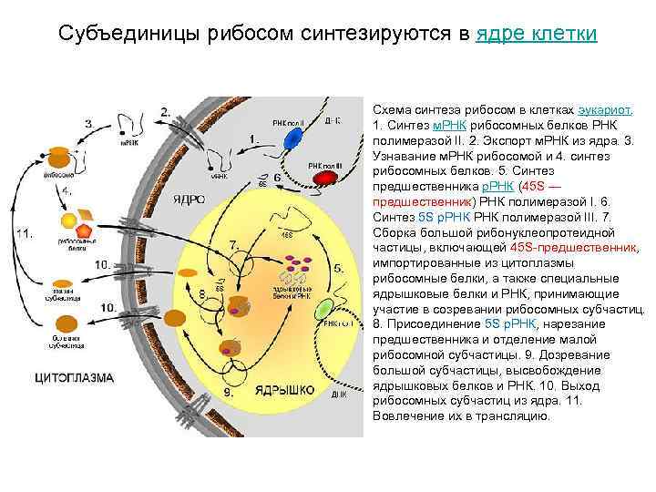 Синтез рибосом