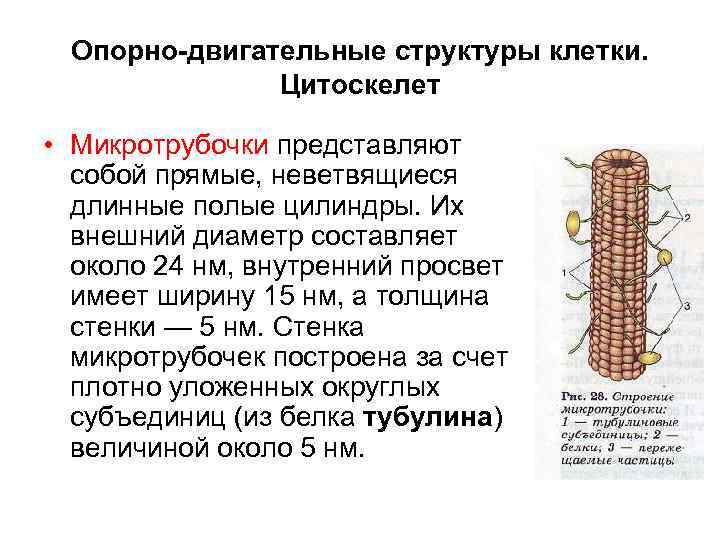 Опорно-двигательные структуры клетки. Цитоскелет • Микротрубочки представляют собой прямые, неветвящиеся длинные полые цилиндры. Их