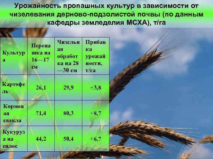 Урожайность пропашных культур в зависимости от чизелевания дерново-подзолистой почвы (по данным кафедры земледелия МСХА),