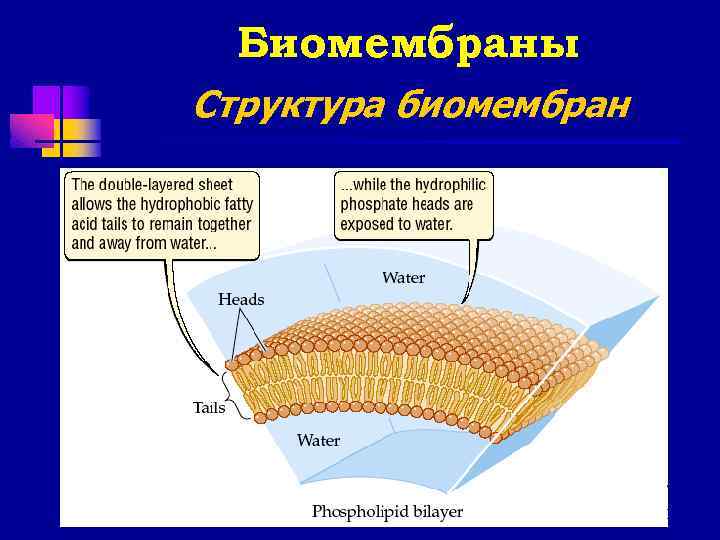 Биомембраны Структура биомембран 