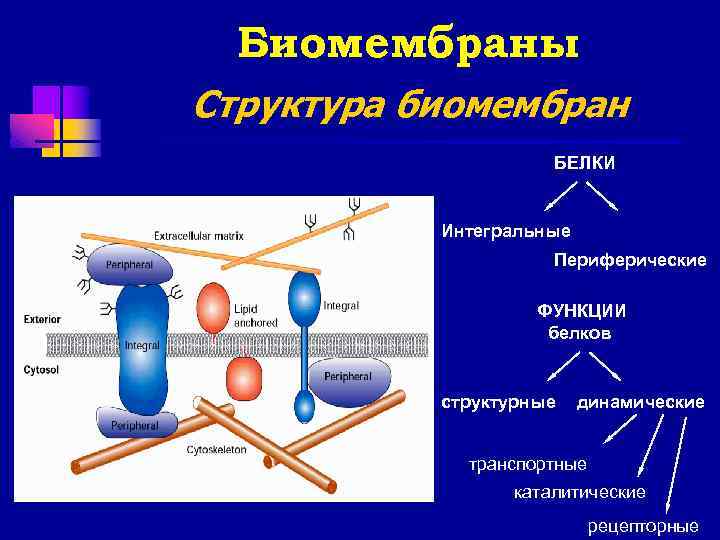 Биомембраны Структура биомембран БЕЛКИ Интегральные Периферические ФУНКЦИИ белков структурные динамические транспортные каталитические рецепторные 