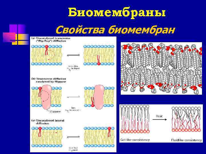 Биомембраны Свойства биомембран 