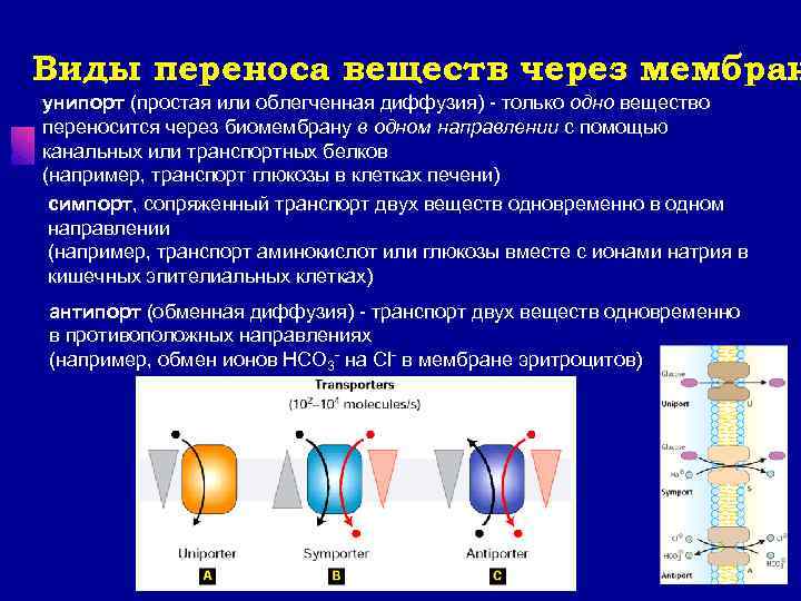 Виды переноса веществ через мембран унипорт (простая или облегченная диффузия) - только одно вещество