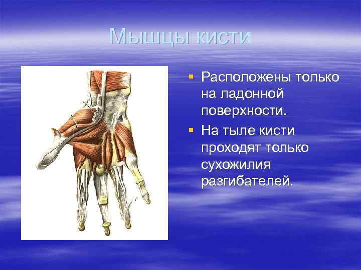 Мышцы кисти § Расположены только на ладонной поверхности. § На тыле кисти проходят только