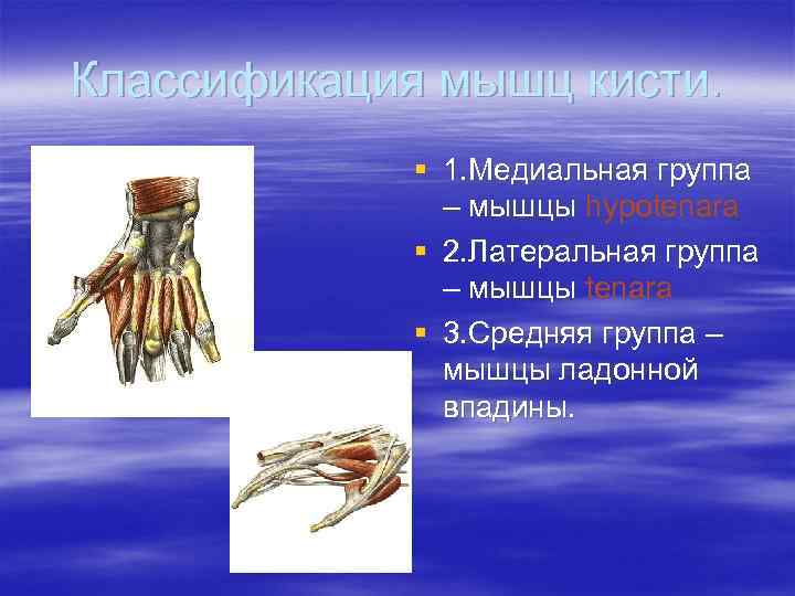 Классификация мышц кисти. § 1. Медиальная группа – мышцы hypotenara § 2. Латеральная группа