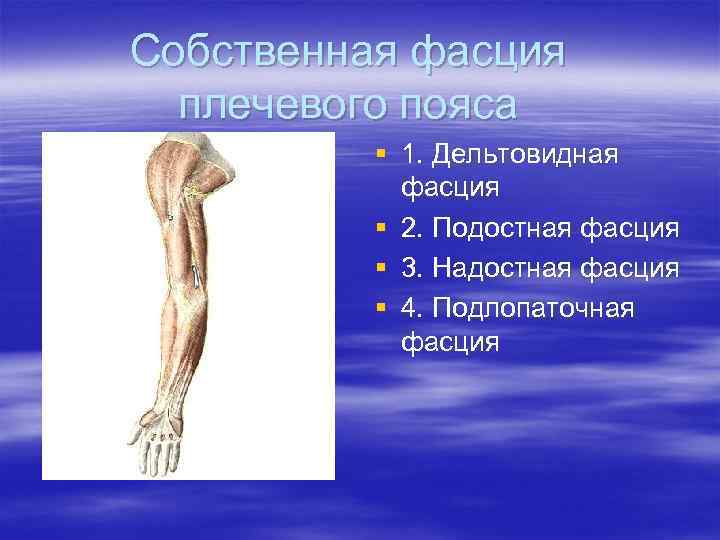 Собственная фасция плечевого пояса § 1. Дельтовидная фасция § 2. Подостная фасция § 3.