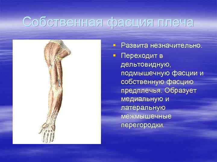 Собственная фасция плеча § Развита незначительно. § Переходит в дельтовидную, подмышечную фасции и собственную