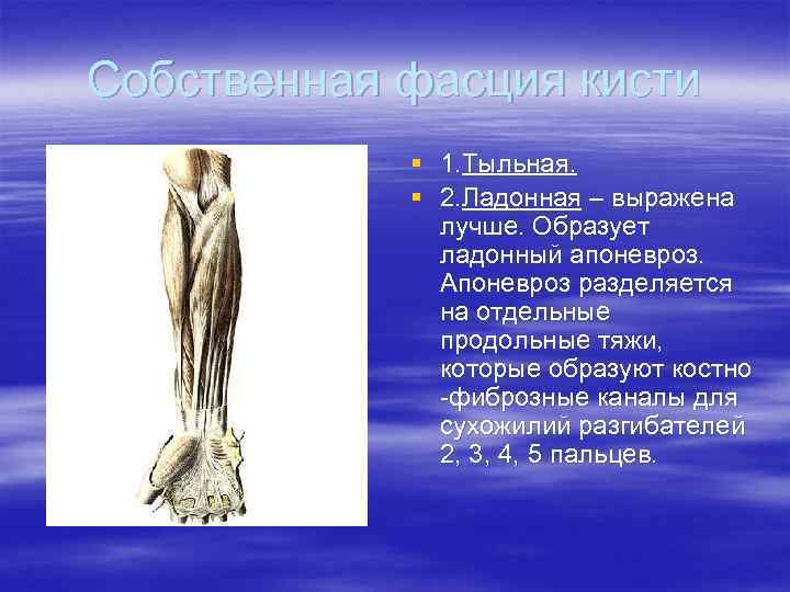 Собственная фасция кисти § 1. Тыльная. § 2. Ладонная – выражена лучше. Образует ладонный