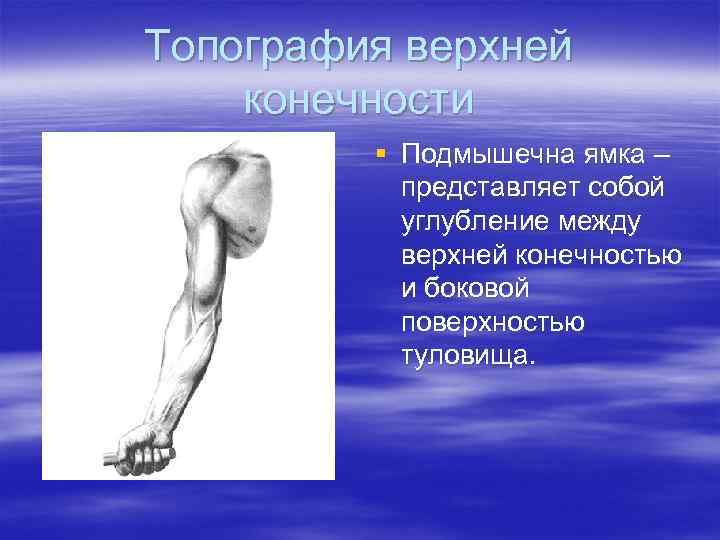 Топография верхней конечности § Подмышечна ямка – представляет собой углубление между верхней конечностью и