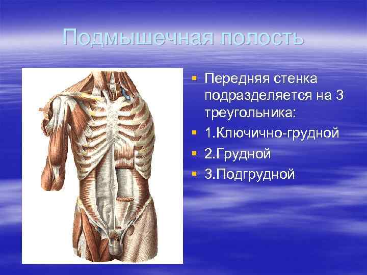 Подмышечная полость § Передняя стенка подразделяется на 3 треугольника: § 1. Ключично-грудной § 2.