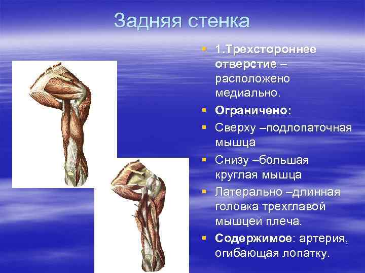 Задняя стенка § 1. Трехстороннее отверстие – расположено медиально. § Ограничено: § Сверху –подлопаточная