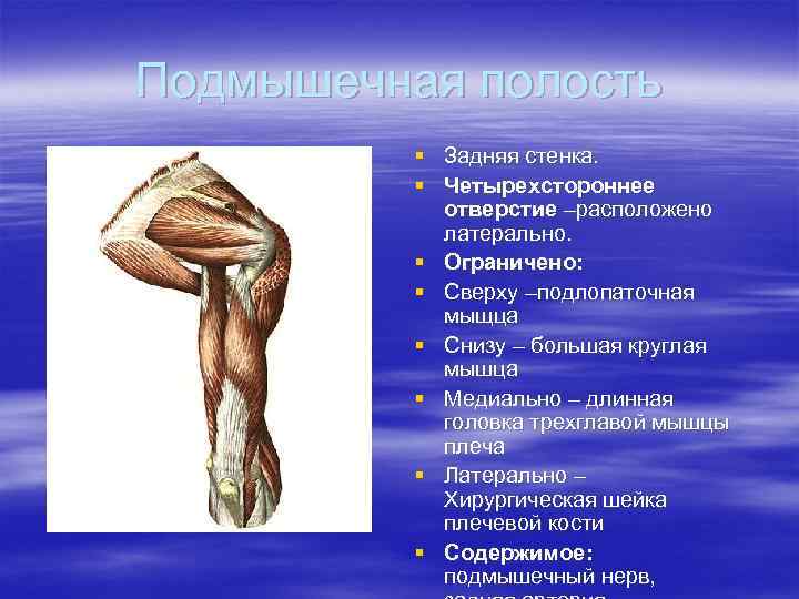 Подмышечная полость § Задняя стенка. § Четырехстороннее отверстие –расположено латерально. § Ограничено: § Сверху