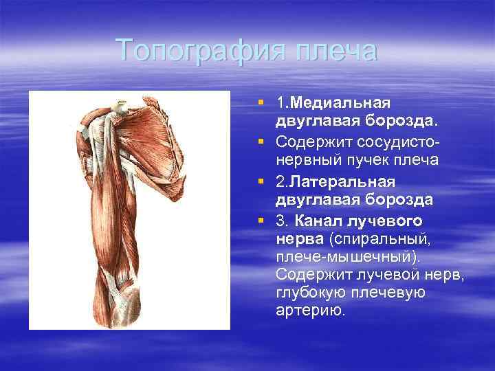 Топография плеча § 1. Медиальная двуглавая борозда. § Содержит сосудистонервный пучек плеча § 2.