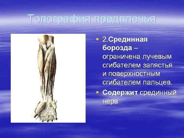 Топография предплечья § 2. Срединная борозда – ограничена лучевым сгибателем запястья и поверхностным сгибателем