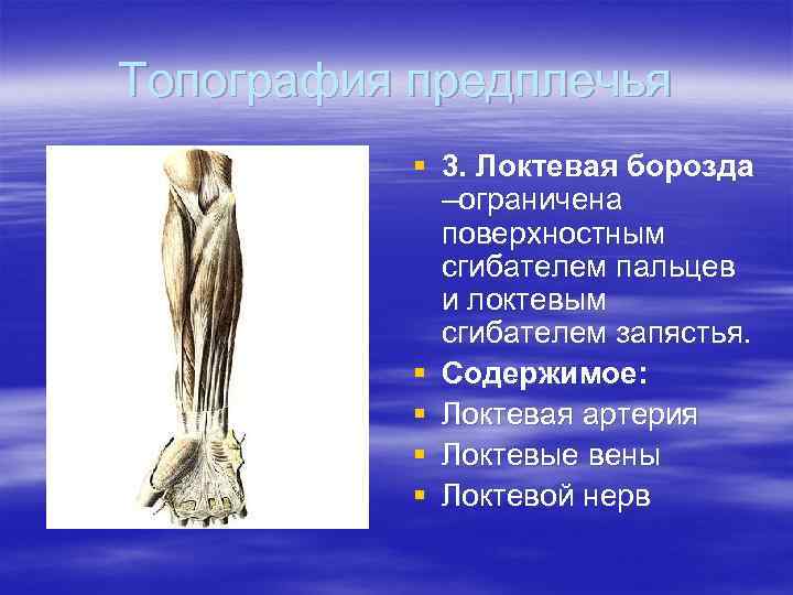 Топография предплечья § 3. Локтевая борозда –ограничена поверхностным сгибателем пальцев и локтевым сгибателем запястья.