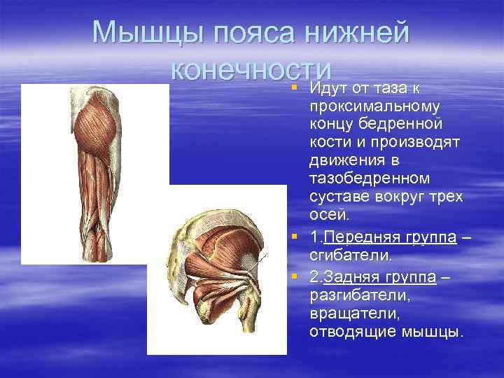 Мышцы пояса нижней конечности от таза к § Идут проксимальному концу бедренной кости и