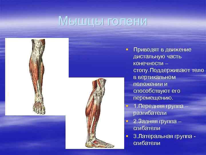 Мышцы голени § Приводят в движение дистальную часть конечности – стопу. Поддерживают тело в