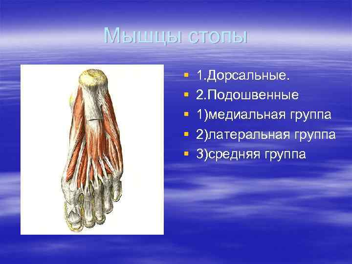 Мышцы стопы § § § 1. Дорсальные. 2. Подошвенные 1)медиальная группа 2)латеральная группа 3)средняя