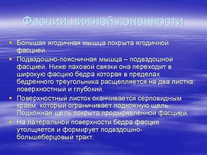 Фасции нижней конечности § Большая ягодичная мышца покрыта ягодичной фасцией. § Подвздошно-поясничная мышца –