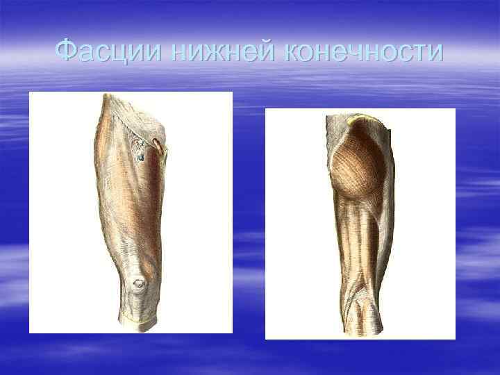 Фасции нижней конечности 