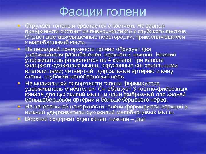 Фасции голени § Окружает голень и срастается с костями. На задней поверхности состоит из