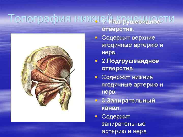 Топография нижней конечности § 1. Надгрушевидное § § § отверстие. Содержит верхние ягодичные артерию