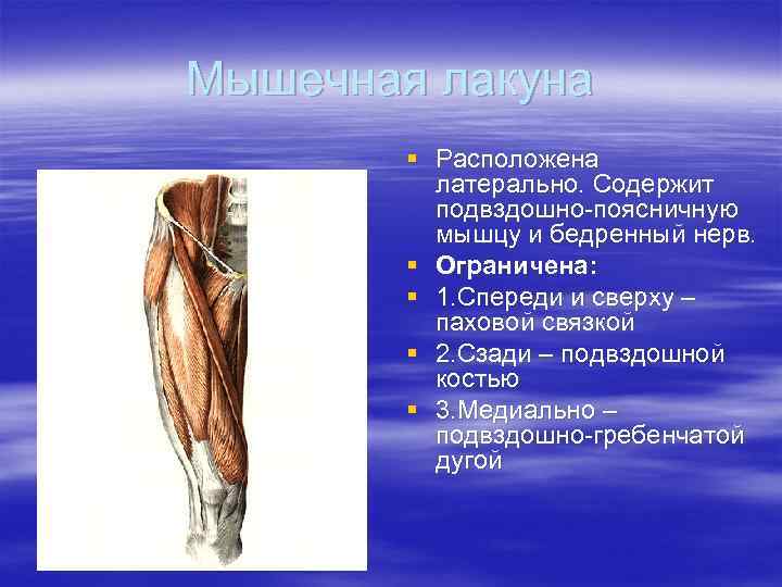 Мышечная лакуна § Расположена латерально. Содержит подвздошно-поясничную мышцу и бедренный нерв. § Ограничена: §