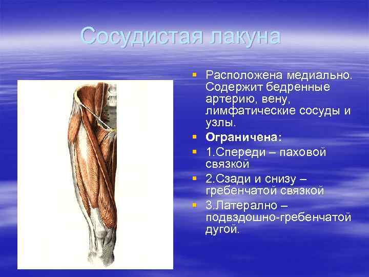 Сосудистая лакуна § Расположена медиально. Содержит бедренные артерию, вену, лимфатические сосуды и узлы. §