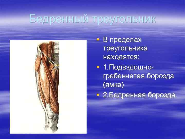 Бедренный треугольник § В пределах треугольника находятся: § 1. Подвздошногребенчатая борозда (ямка) § 2.