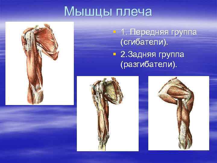 Мышцы плеча § 1. Передняя группа (сгибатели). § 2. Задняя группа (разгибатели). 