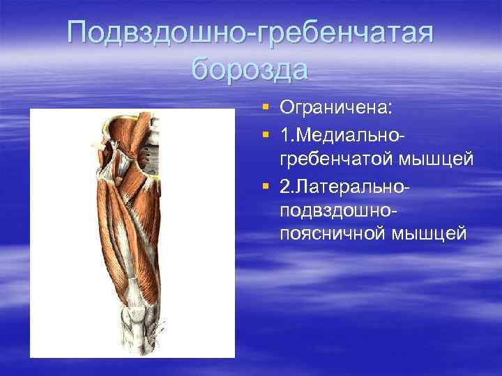 Подвздошно-гребенчатая борозда § Ограничена: § 1. Медиальногребенчатой мышцей § 2. Латеральноподвздошнопоясничной мышцей 