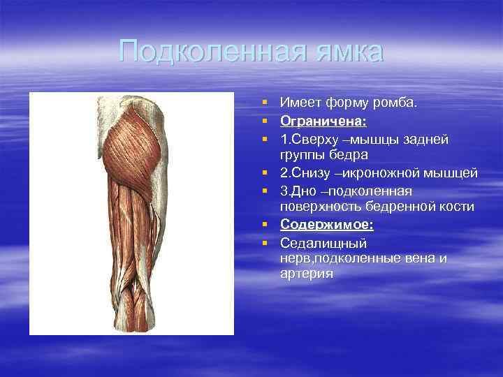 Подколенная ямка § § § § Имеет форму ромба. Ограничена: 1. Сверху –мышцы задней