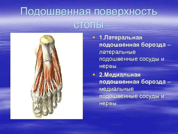 Подошвенная поверхность стопы § 1. Латеральная подошвенная борозда – латеральные подошвенные сосуды и нервы.