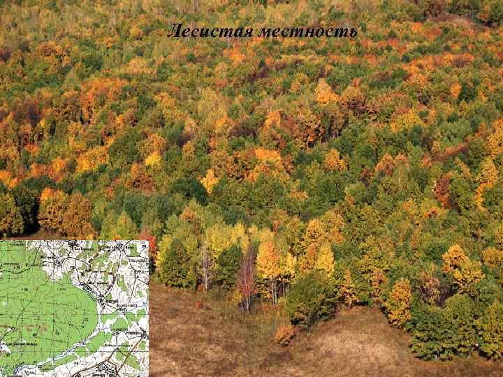 Лесистая местность 