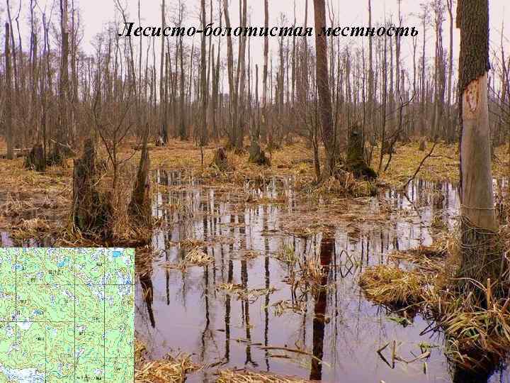 Лесисто-болотистая местность 