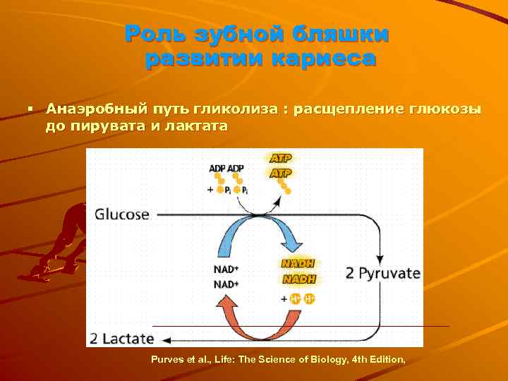 Расщепление глюкозы. Расщепление Глюкозы до пирувата. Расщепление лактата. Глюкоза расщепляется до лактата. Роль лактата в образовании кариеса.