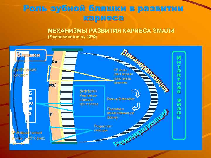 Роль зубной бляшки в развитии кариеса МЕХАНИЗМЫ РАЗВИТИЯ КАРИЕСА ЭМАЛИ (Featherstone et al, 1979)