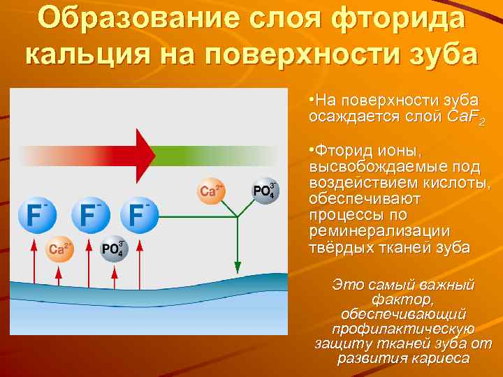 Образование слоя фторида кальция на поверхности зуба • На поверхности зуба осаждается слой Ca.