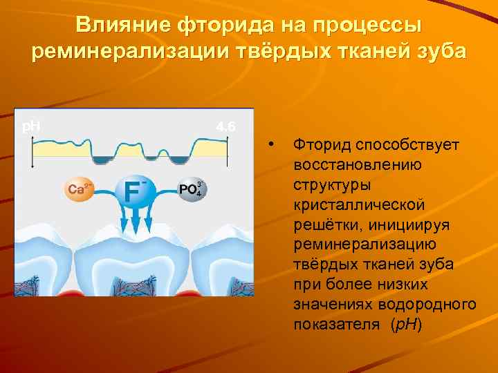 Влияние фторида на процессы реминерализации твёрдых тканей зуба p. H 4. 6 • Фторид