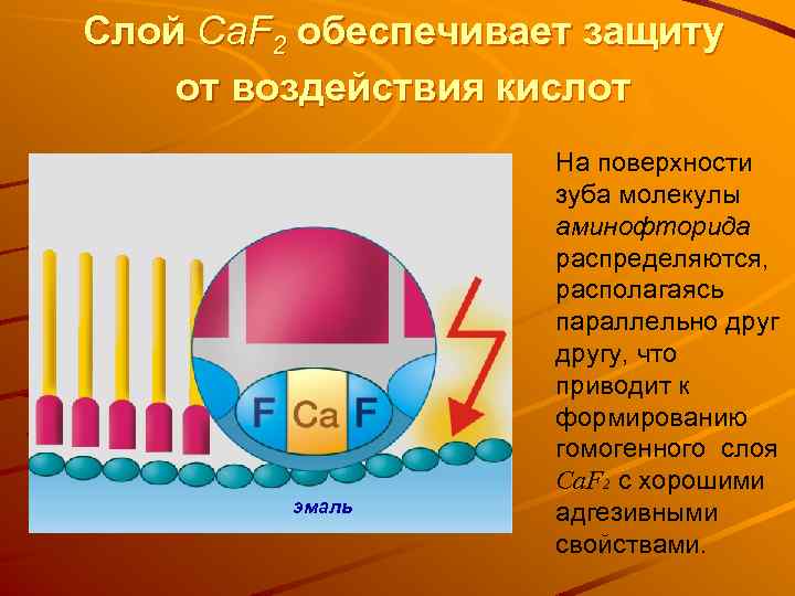 Слой Ca. F 2 обеспечивает защиту от воздействия кислот эмаль На поверхности зуба молекулы