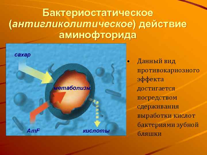 Бактериостатическое (антигликолитическое) действие аминофторида сахар • метаболизм Am. F кислоты Данный вид противокариозного эффекта