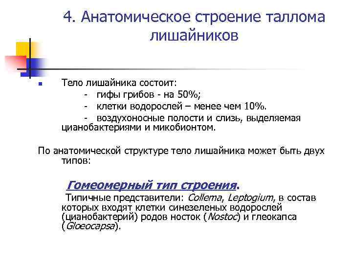 4. Анатомическое строение таллома лишайников n Тело лишайника состоит: - гифы грибов - на