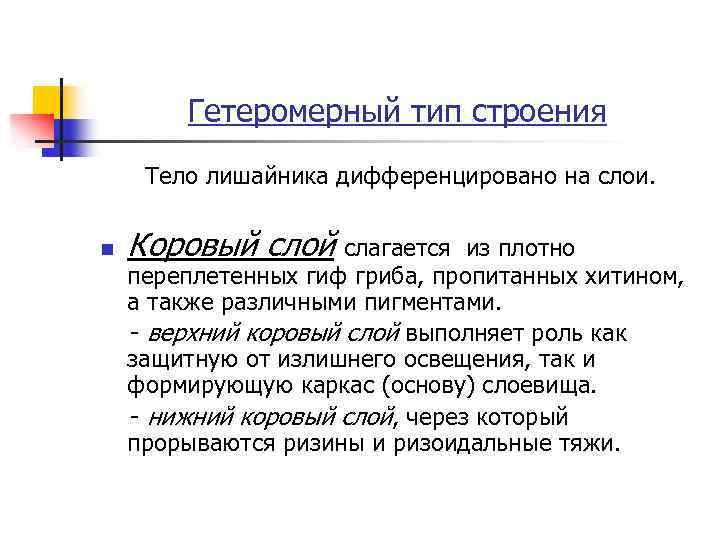 Гетеромерный тип строения Тело лишайника дифференцировано на слои. n Коровый слой слагается из плотно