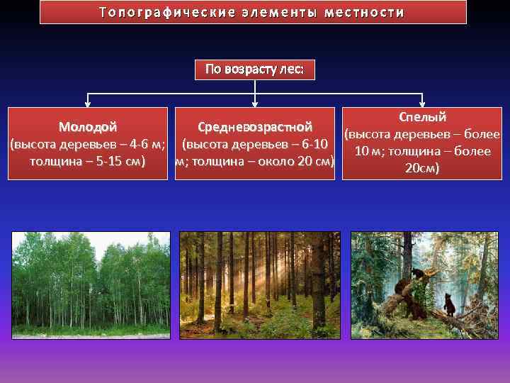 Топографические элементы местности По возрасту лес: Спелый Молодой Средневозрастной (высота деревьев – более (высота