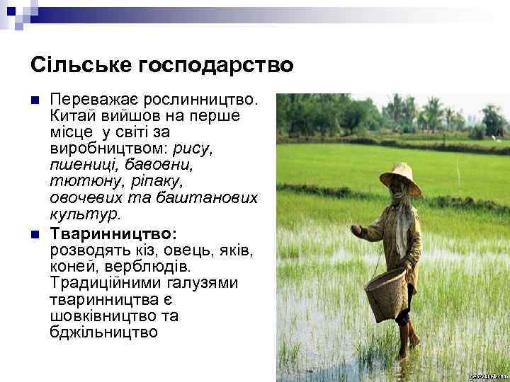 Сільське господарство n n Переважає рослинництво. Китай вийшов на перше місце у світі за