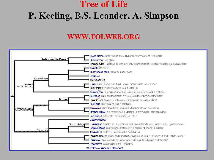 Tree of Life P. Keeling, B. S. Leander, A. Simpson WWW. TOLWEB. ORG 